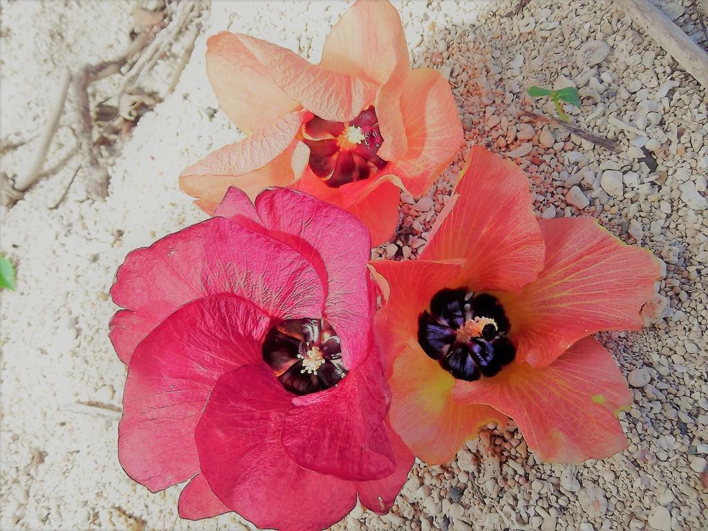 Yoisama Sunrise Beach House Ishigaki  Luaran gambar